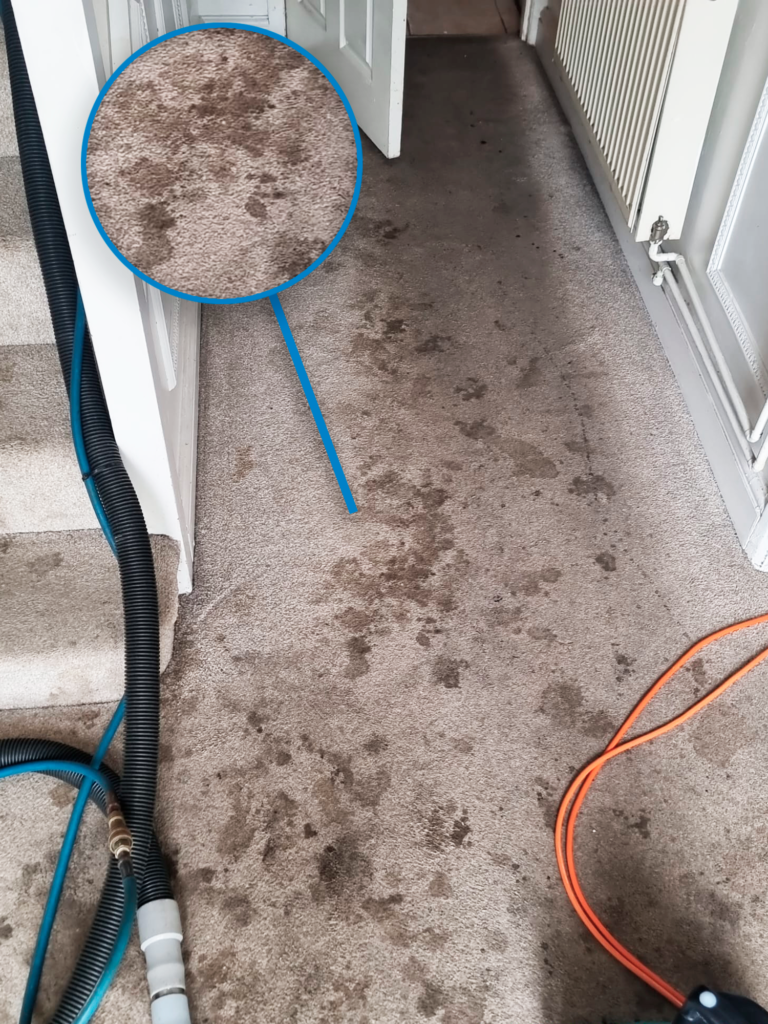 Carpet-Cleaning-Hammersmith-Before