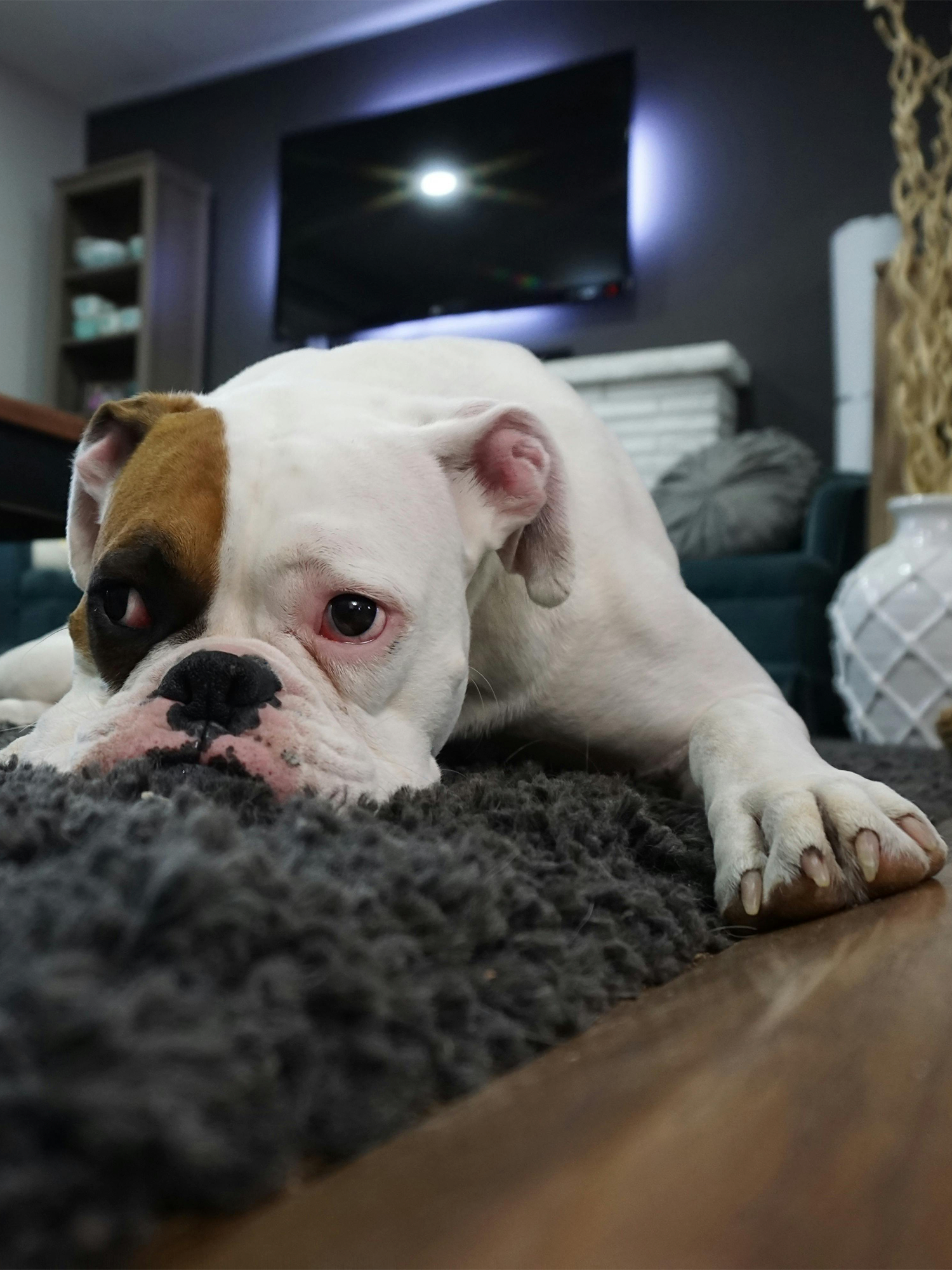 Prolongs-Carpet-Life-Image